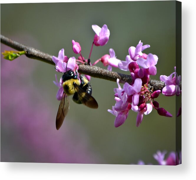 2013 Acrylic Print featuring the photograph Busy Bee on the Bud by Mary Zeman