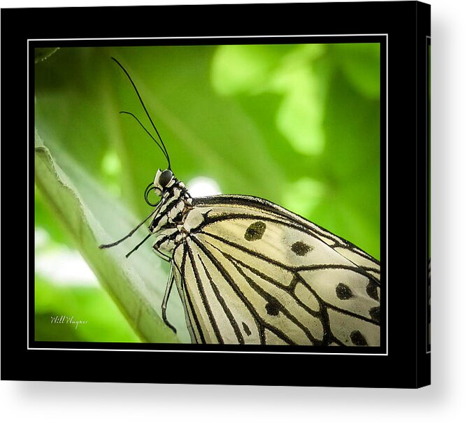 Butterfly Acrylic Print featuring the photograph Butterfly 2 by Will Wagner