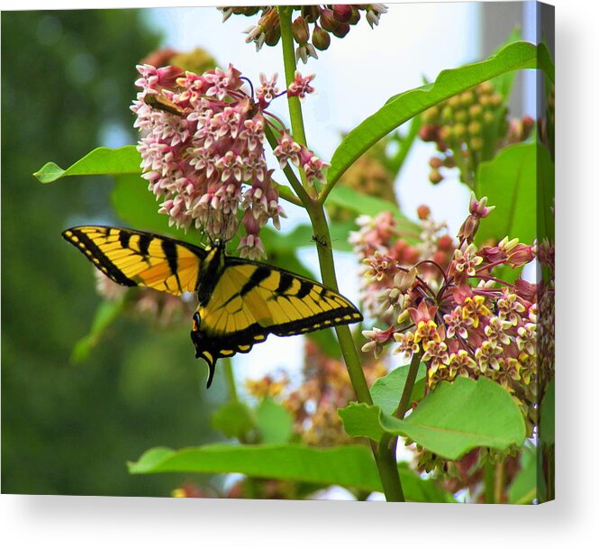 Butterfly Acrylic Print featuring the photograph Butterfly and ant by Scott Rhoads