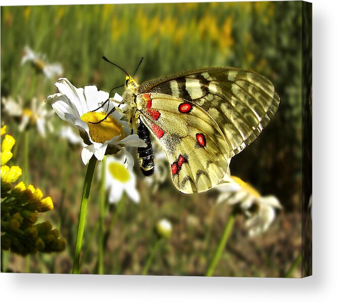  Acrylic Print featuring the photograph Butterfly Enjoying The Day by Abram House