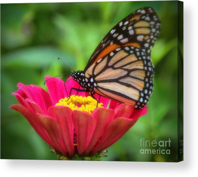 Monarch Butterfly Acrylic Print featuring the photograph Butterfly Zinnias by Elizabeth Winter