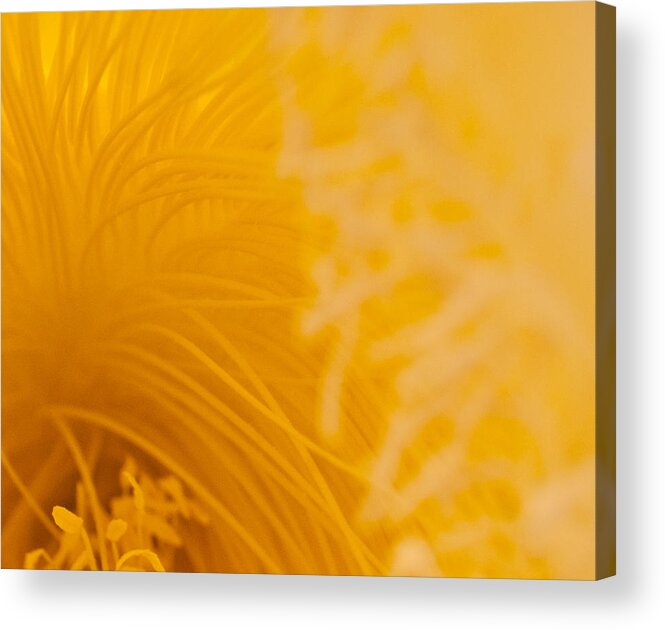 Raw Abstract Acrylic Print featuring the photograph Cactus Flower Stamens by Jani Freimann