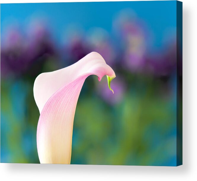 Easter Acrylic Print featuring the photograph Calla Lily by Joan Herwig