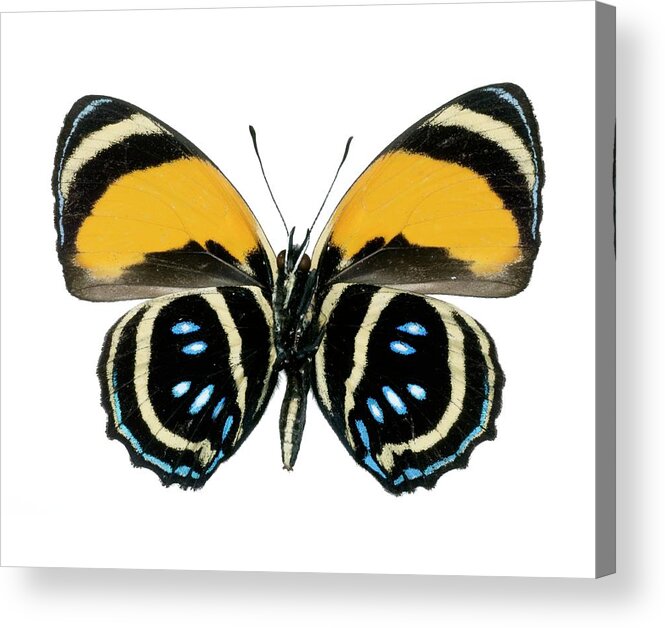 Callicore Aegina Acrylic Print featuring the photograph Callicore Aegina Butterfly by Lawrence Lawry