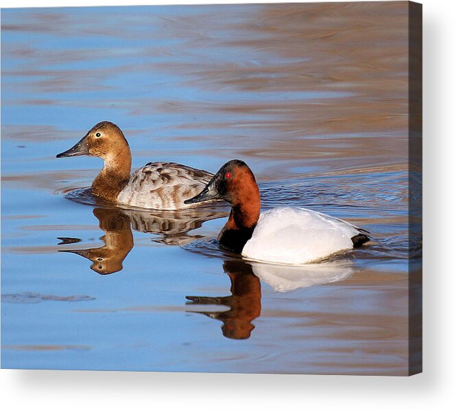 Canvasback Ducks Acrylic Print featuring the photograph Canvasback Pair by John Dart