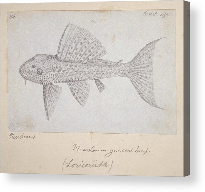 1823-1913 Acrylic Print featuring the photograph Catfish by Natural History Museum, London