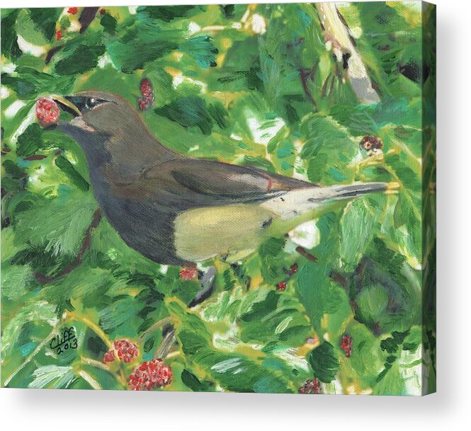 Bird Acrylic Print featuring the painting Cedar Waxwing Eating Mulberry by Cliff Wilson