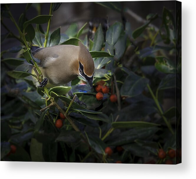 Backyard Nature Acrylic Print featuring the photograph Cedar Waxwings 2012-2 by Donald Brown