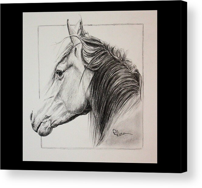 Horse Portrait Acrylic Print featuring the drawing Champion by Rachel Bochnia