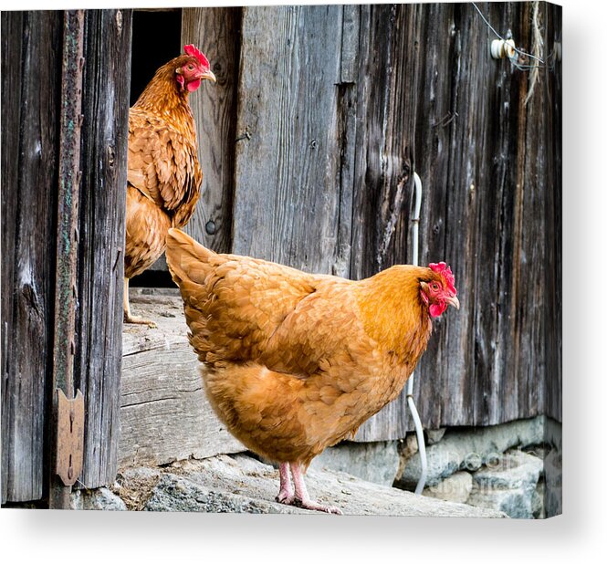 Chicken Rooster Farm Farm Yard Comb Feathers Farming Agriculture Acrylic Print featuring the photograph Chickens at the Barn by Edward Fielding