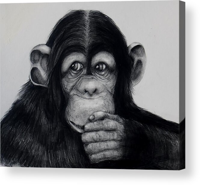 Chimp Acrylic Print featuring the drawing Chimp by Jean Cormier