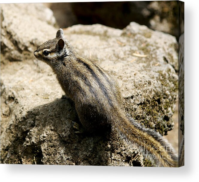 Chipmunk Acrylic Print featuring the photograph Chipmunk on a Rock by Belinda Greb