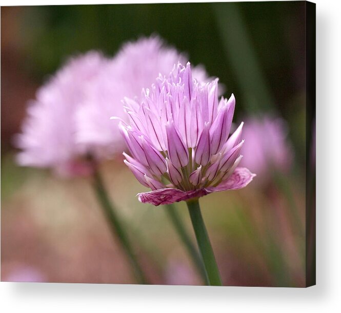 Chives Acrylic Print featuring the photograph Chives by Rona Black