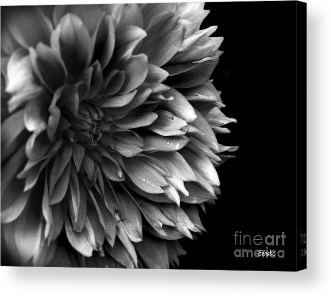 Black-and-white Acrylic Print featuring the photograph Chrysanthemum in Black and White by Eena Bo