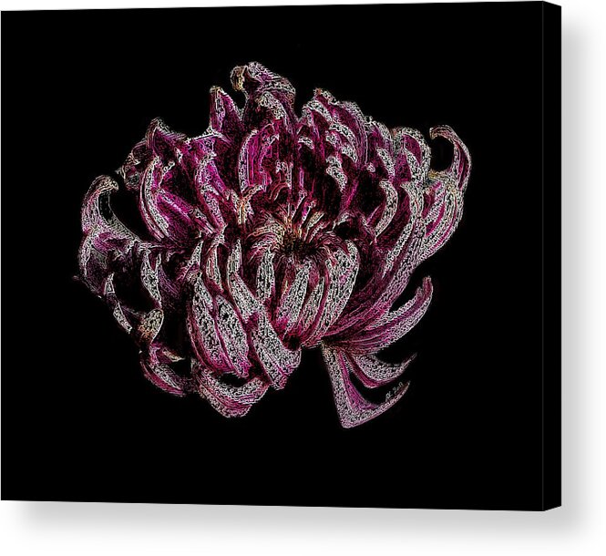 Flower Acrylic Print featuring the digital art Chrysanthemum Scribble by Stephanie Grant