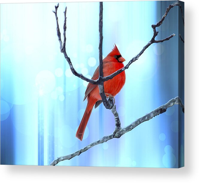 Cardinal Acrylic Print featuring the photograph Chubby Winter Redbird by Bill and Linda Tiepelman