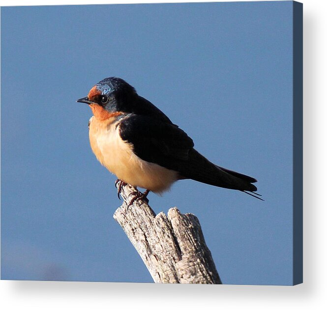 Cliff Swallow Bird Acrylic Print featuring the photograph Cliff Swallow by John Dart