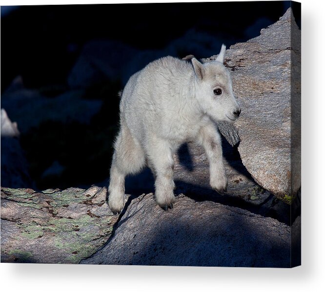 Mountain Goats; Posing; Group Photo; Baby Goat; Nature; Colorado; Crowd; Baby Goat; Mountain Goat Baby; Happy; Joy; Nature; Brothers Acrylic Print featuring the photograph Climb Every Mountain by Jim Garrison