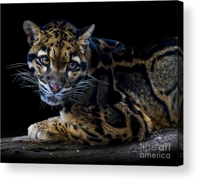 Clouded Leopard Acrylic Print featuring the photograph Clouded Leopard A three by Ken Frischkorn