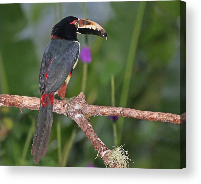 Nature Acrylic Print featuring the photograph Collared Aracari by Mike Dickie