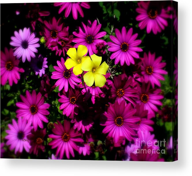 Colorful Contrast Acrylic Print featuring the photograph Colorful Contrast by Patrick Witz