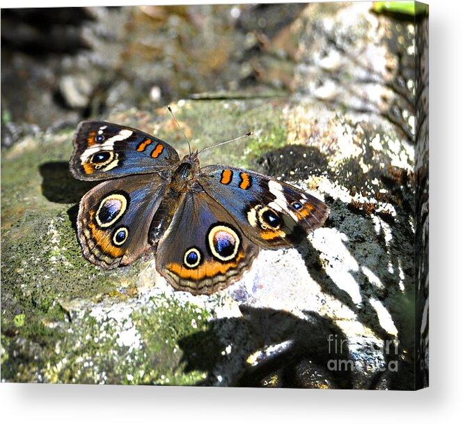 Diane Berry Acrylic Print featuring the photograph Common Buckeye 2 by Diane E Berry