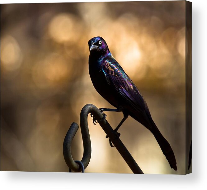 Common Grackle Acrylic Print featuring the photograph Common Grackle by Robert L Jackson