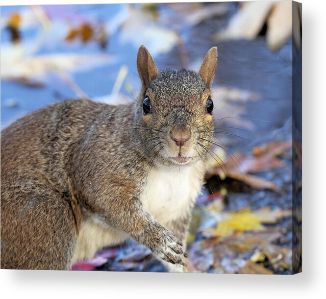 Squirrel Acrylic Print featuring the photograph Connecting by Doris Potter