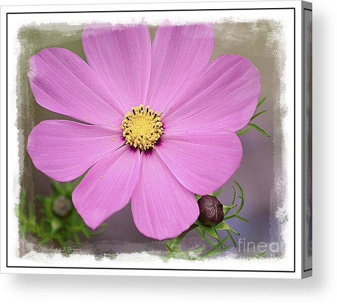 Cosmos Acrylic Print featuring the photograph Cosmos by Richard J Thompson 