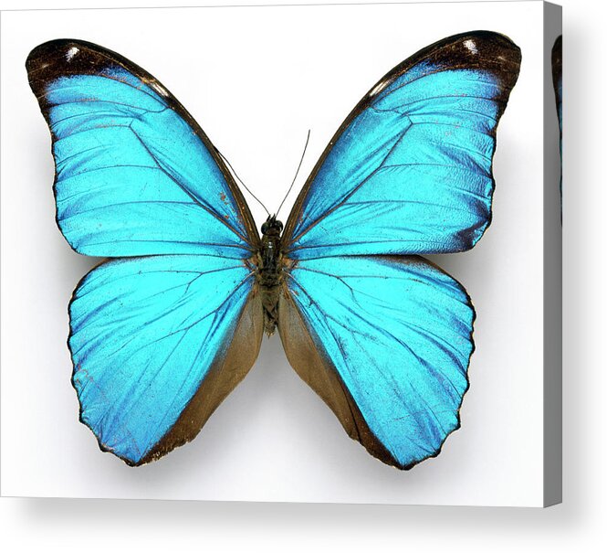 Cramer's Blue Butterfly Acrylic Print featuring the photograph Cramer's Blue Butterfly by Natural History Museum, London/science Photo Library