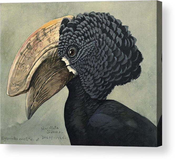 Crested Hornbill Acrylic Print featuring the painting Crested Hornbill by Dreyer Wildlife Print Collections 