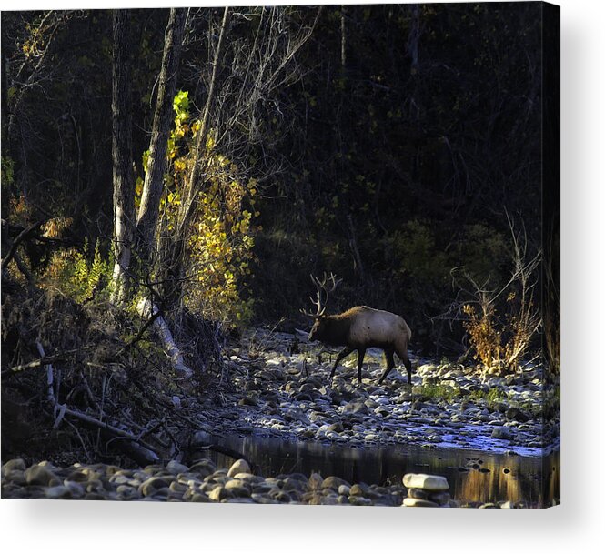 Bull Elk Acrylic Print featuring the photograph Crossing the Buffalo at Daybreak by Michael Dougherty