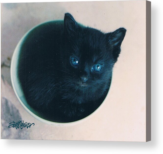 Cat Acrylic Print featuring the photograph Cup O'Kitty by Seth Weaver