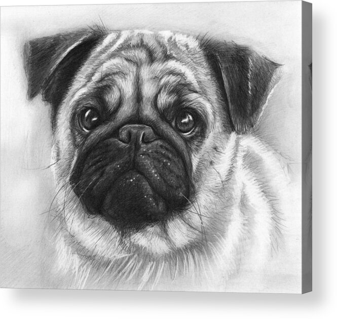 Dog Acrylic Print featuring the drawing Cute Pug by Olga Shvartsur