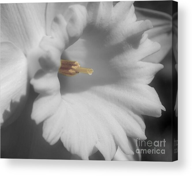 Daffodil Acrylic Print featuring the photograph Daffodil In Black And White by Smilin Eyes Treasures