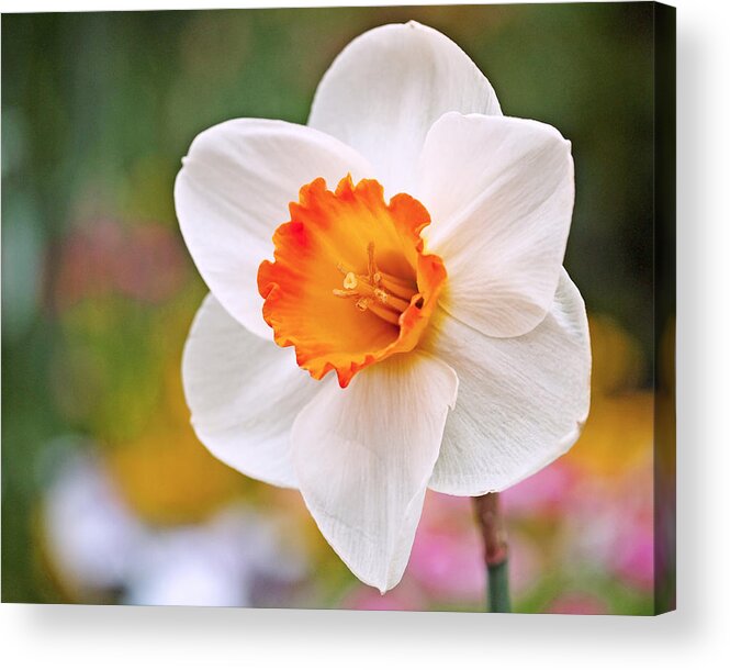Daffodil Acrylic Print featuring the photograph Daffodil by Rona Black