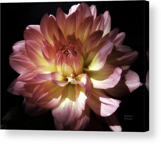 Dahlia Acrylic Print featuring the photograph Dahlia Burst of Pink and Yellow by Julie Palencia