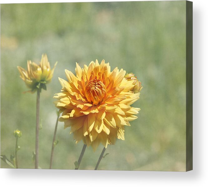 Orange Dahlia Acrylic Print featuring the photograph Dahlia Flowers by Kim Hojnacki