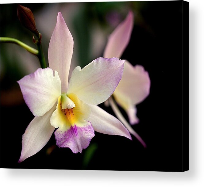 Orchid Acrylic Print featuring the photograph Delicate Beauty by Rona Black