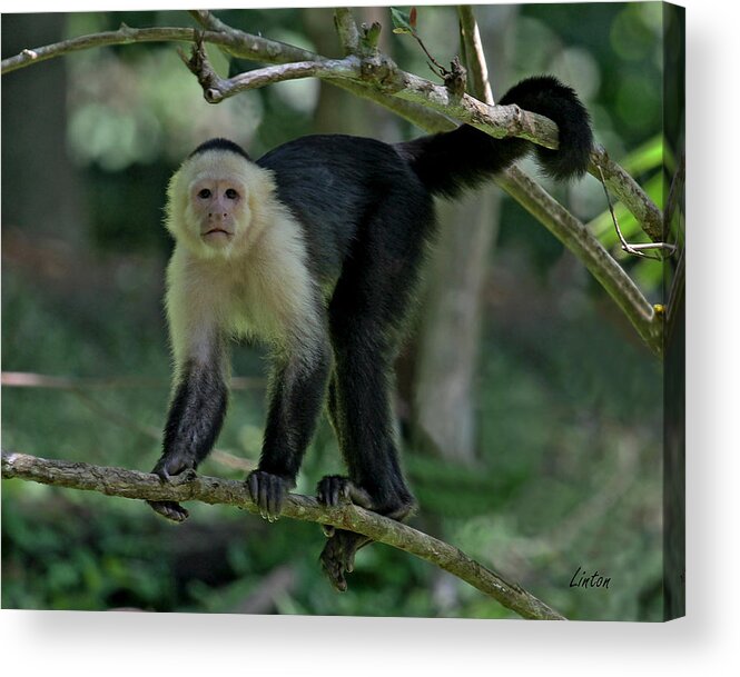 White-faced Capuchin Monkey Acrylic Print featuring the photograph Denizen Of The Rainforest by Larry Linton