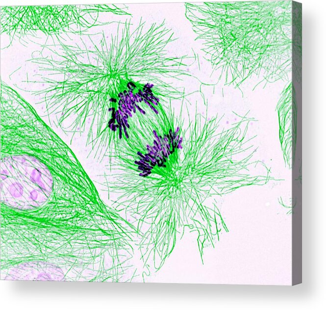 Nobody Acrylic Print featuring the photograph Dividing Cell by National Institutes Of Health