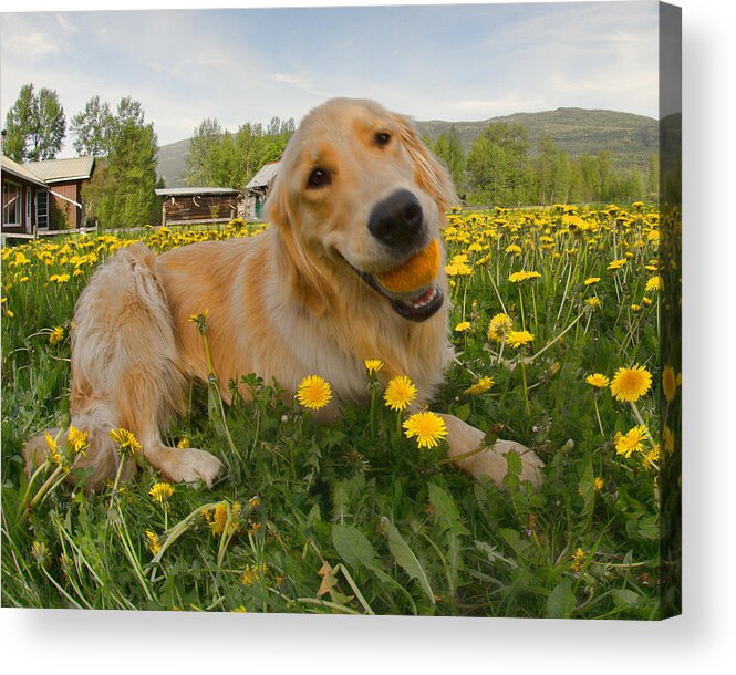 Puppy Acrylic Print featuring the photograph Dog Ball and Dandelions by Allan Van Gasbeck