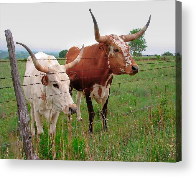Animals Acrylic Print featuring the photograph Don't Fence Me In by David and Carol Kelly