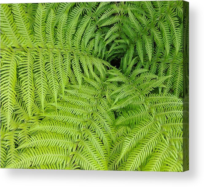 Fern Acrylic Print featuring the photograph Down the Fernhole by Georgette Grossman
