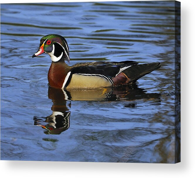 Wood Duck Acrylic Print featuring the photograph Drake Wood Duck by Tony Beck