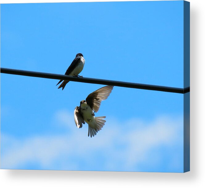 Birds Acrylic Print featuring the photograph Drop Out by Azthet Photography