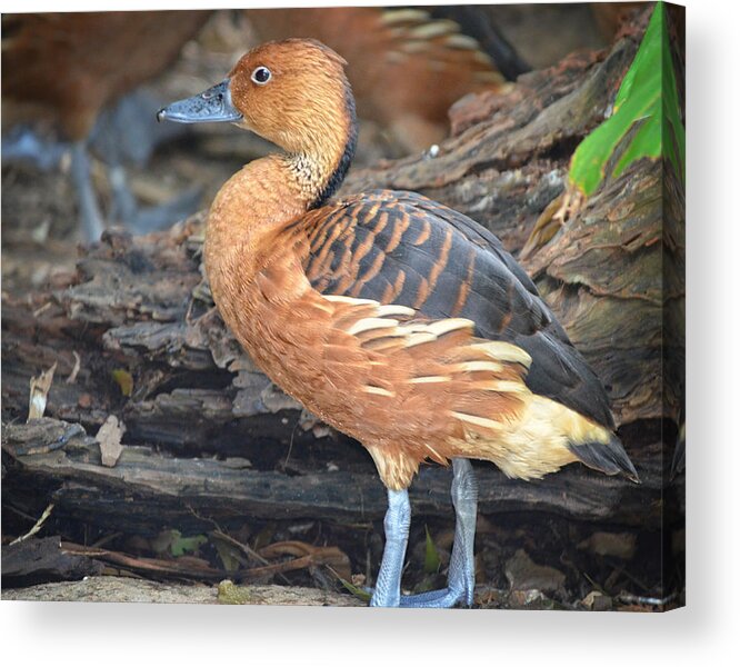 Duck Acrylic Print featuring the photograph Duck Duck Goose by Maggy Marsh