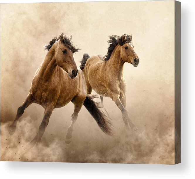 Horses Acrylic Print featuring the photograph Dust Dance by Ron McGinnis