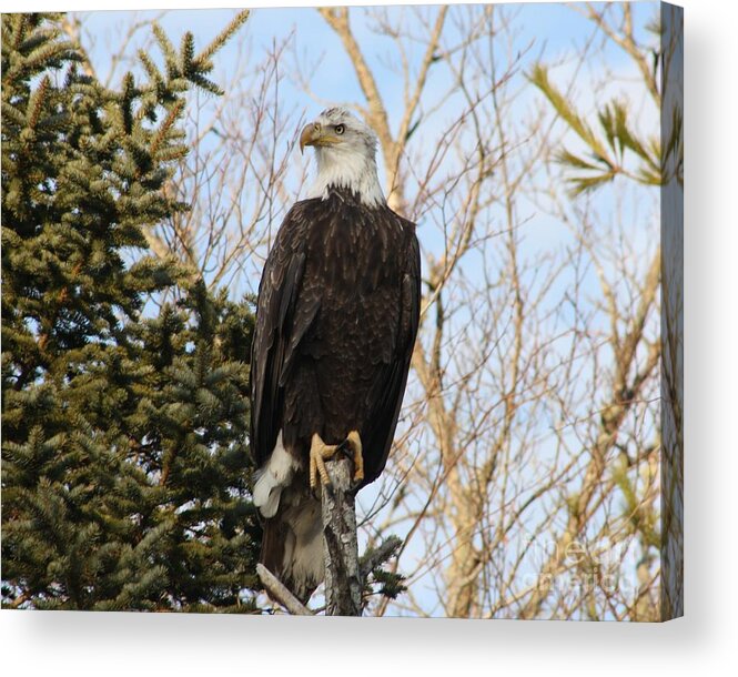 Eagle Acrylic Print featuring the photograph Eagle 6 by Joseph Marquis