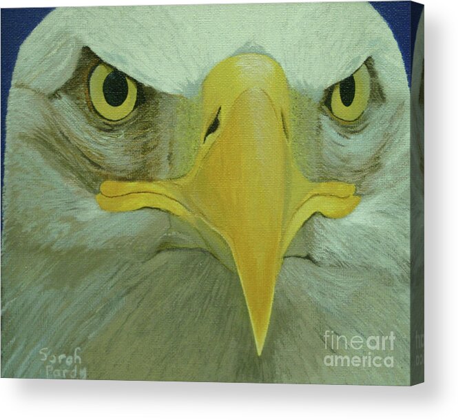 Bald Eagle Acrylic Print featuring the painting Eagle Eyes by Margaret Sarah Pardy